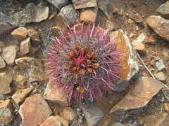 Ferocactus gracilis