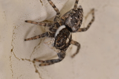 Menemerus semilimbatus
