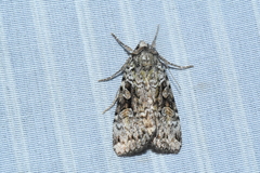 Anaplectoides pressus