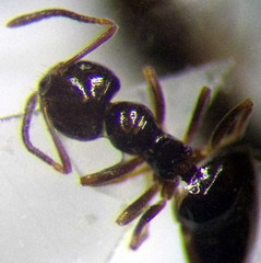 Plagiolepis pallescens