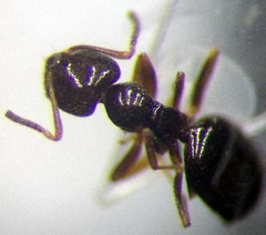 Plagiolepis pallescens