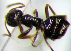 Plagiolepis pallescens