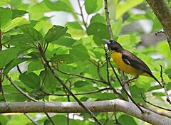 Ploceus bicolor bicolor