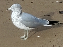 Larus delawarensis