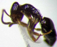 Plagiolepis pallescens