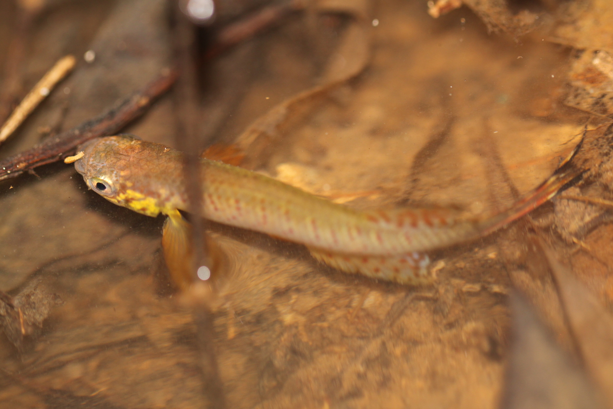 Moema rubrocaudata