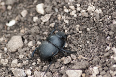 Lethrus apterus
