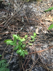 Hypericum crux-andreae