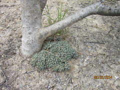 Mammillaria sphaerica