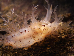 Dendronotus