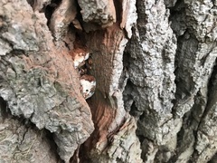 Rigidoporus ulmarius