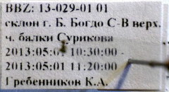 Plagiolepis pallescens