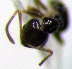 Plagiolepis pallescens