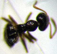 Plagiolepis pallescens