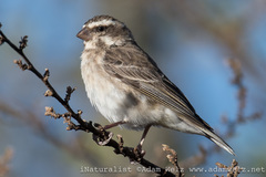 Crithagra reichenowi