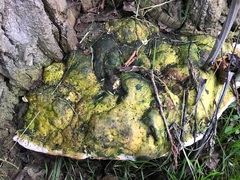 Rigidoporus ulmarius