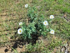 Argemone hunnemannii