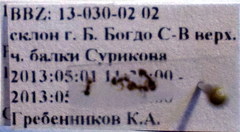 Plagiolepis pallescens