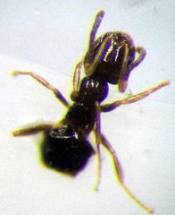 Plagiolepis pallescens