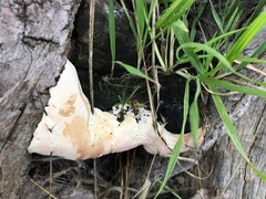 Rigidoporus ulmarius