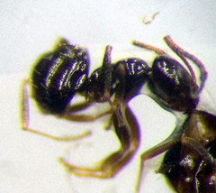 Plagiolepis pallescens