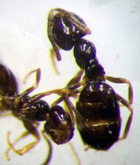 Plagiolepis pallescens