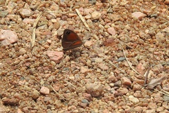 Cassionympha cassius