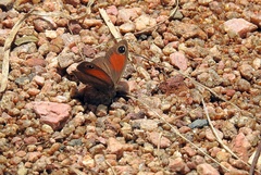 Cassionympha cassius