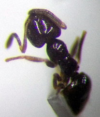 Plagiolepis pallescens