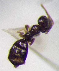 Plagiolepis pallescens