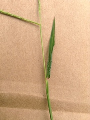 Microstegium vimineum