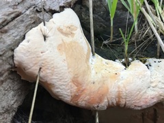 Rigidoporus ulmarius