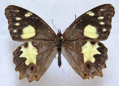 Oxeoschistus tauropolis tauropolis