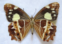 Oxeoschistus tauropolis tauropolis