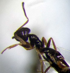 Plagiolepis pallescens