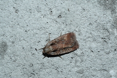 Eueretagrotis attentus