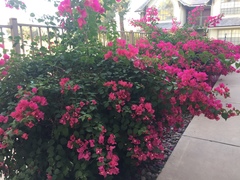Bougainvillea