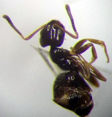 Plagiolepis pallescens