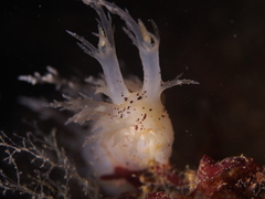 Dendronotus