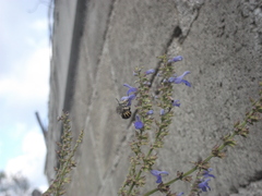 Anthophora marginata