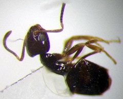Plagiolepis pallescens