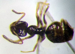Plagiolepis pallescens