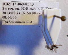 Plagiolepis pallescens