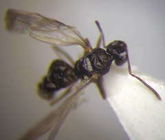 Plagiolepis pallescens