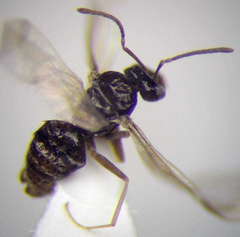 Plagiolepis pallescens