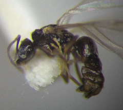 Plagiolepis pallescens