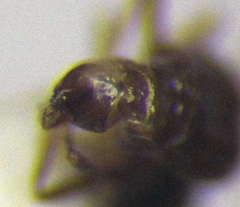 Plagiolepis pallescens