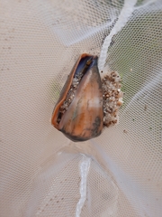 Conus flavidus