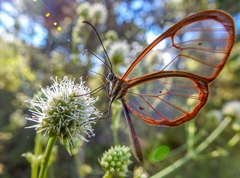 Pteronymia rufocincta