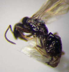 Plagiolepis pallescens